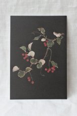 画像3: ポストカードセット - botanical 1  (3)